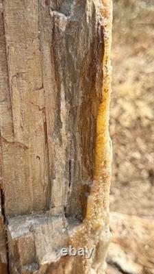 ONE-OF-A-KIND Huge 53# Petrified Wood LogThick Layer Of ChalcedonyDruzyRARE