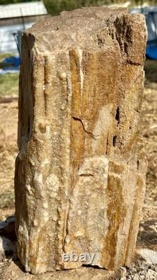 ONE-OF-A-KIND Huge 53# Petrified Wood LogThick Layer Of ChalcedonyDruzyRARE