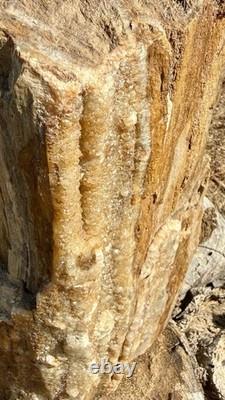 ONE-OF-A-KIND Huge 53# Petrified Wood LogThick Layer Of ChalcedonyDruzyRARE