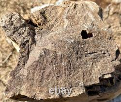 ONE-OF-A-KIND Huge 53# Petrified Wood LogThick Layer Of ChalcedonyDruzyRARE
