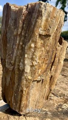 ONE-OF-A-KIND Huge 53# Petrified Wood LogThick Layer Of ChalcedonyDruzyRARE