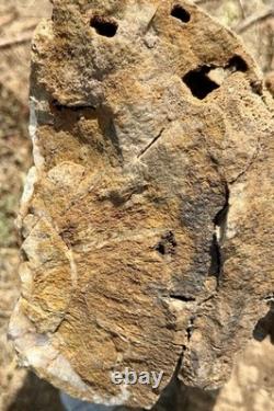 ONE-OF-A-KIND Huge 53# Petrified Wood LogThick Layer Of ChalcedonyDruzyRARE