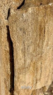 ONE-OF-A-KIND Huge 53# Petrified Wood LogThick Layer Of ChalcedonyDruzyRARE