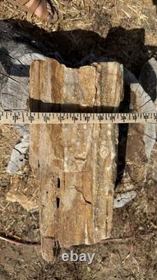 ONE-OF-A-KIND Huge 53# Petrified Wood LogThick Layer Of ChalcedonyDruzyRARE