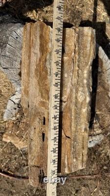 ONE-OF-A-KIND Huge 53# Petrified Wood LogThick Layer Of ChalcedonyDruzyRARE