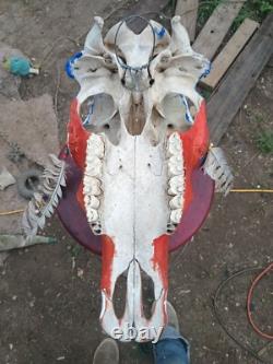 On Sale? Cow Skull one of kind signed by Artist Thunderbird Free Shipping