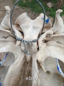 On Sale? Cow Skull one of kind signed by Artist Thunderbird Free Shipping
