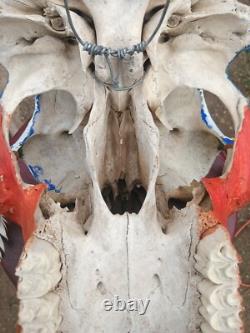 On Sale? Cow Skull one of kind signed by Artist Thunderbird Free Shipping
