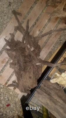 One Of A Kind Driftwood Spider Web Coral