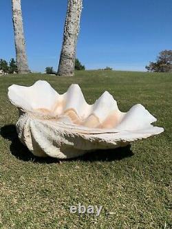 One Of A Kind, Extra Large, Rare Natural Tridacna Gigas Clam Shell Aquarium Art