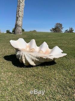 One Of A Kind, Extra Large, Rare Natural Tridacna Gigas Giant Clam Shell