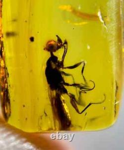 One Of A Kind Queen Unicorn Wasp In Burmese Amber Authentic Fossil