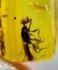 One Of A Kind Queen Unicorn Wasp In Burmese Amber Authentic Fossil