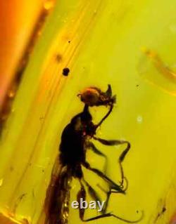 One Of A Kind Queen Unicorn Wasp In Burmese Amber Authentic Fossil