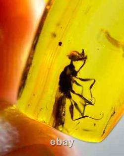 One Of A Kind Queen Unicorn Wasp In Burmese Amber Authentic Fossil