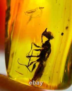 One Of A Kind Queen Unicorn Wasp In Burmese Amber Authentic Fossil