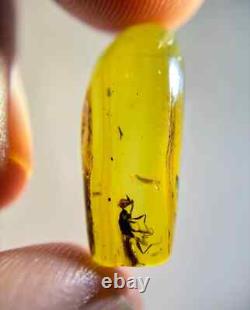 One Of A Kind Queen Unicorn Wasp In Burmese Amber Authentic Fossil