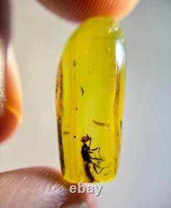 One Of A Kind Queen Unicorn Wasp In Burmese Amber Authentic Fossil