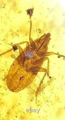 One Of A Kind Spined Solider Bug Podisus maculiventris Burmese Amber Fossil