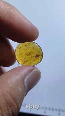 One Of A Kind Spined Solider Bug Podisus maculiventris Burmese Amber Fossil