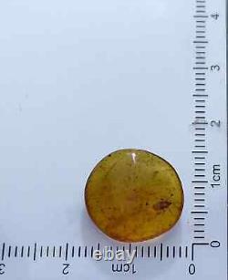 One Of A Kind Spined Solider Bug Podisus maculiventris Burmese Amber Fossil