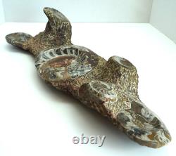 One of a Kind 6 Nautilus fossils embedded in large stone 20 #101