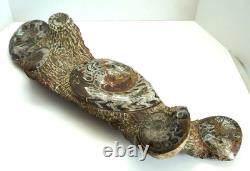 One of a Kind 6 Nautilus fossils embedded in large stone 20 #101