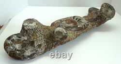 One of a Kind 6 Nautilus fossils embedded in large stone 20 #101