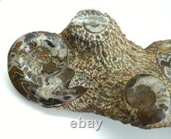 One of a Kind 6 Nautilus fossils embedded in large stone 20 #101