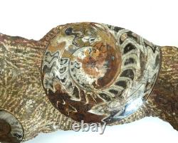 One of a Kind 6 Nautilus fossils embedded in large stone 20 #101