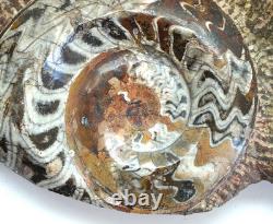 One of a Kind 6 Nautilus fossils embedded in large stone 20 #101