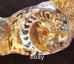 One of a Kind 6 Nautilus fossils embedded in large stone 20 #101