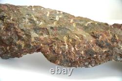 One of a Kind 6 Nautilus fossils embedded in large stone 20 #101