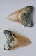 One Of A Kind Associated Set Of Peruvian Megalodon Teeth