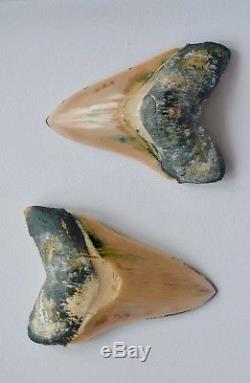 One of a Kind Associated Set of Peruvian Megalodon Teeth