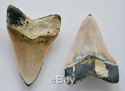 One of a Kind Associated Set of Peruvian Megalodon Teeth
