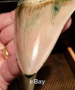 One of a Kind Associated Set of Peruvian Megalodon Teeth