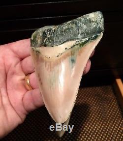 One of a Kind Associated Set of Peruvian Megalodon Teeth