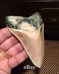 One of a Kind Associated Set of Peruvian Megalodon Teeth