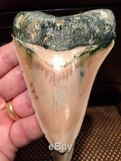 One of a Kind Associated Set of Peruvian Megalodon Teeth