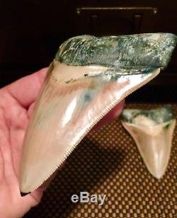 One of a Kind Associated Set of Peruvian Megalodon Teeth