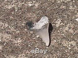 One of a Kind Associated Set of Peruvian Megalodon Teeth