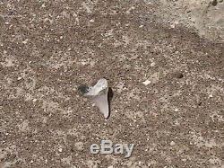 One of a Kind Associated Set of Peruvian Megalodon Teeth