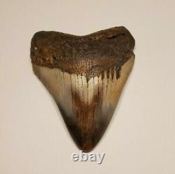 One of a kind Bunny Ear Megalodon Sharks Tooth 5.03 L x 3.85 W. Super Great