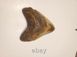 One of a kind Bunny Ear Megalodon Sharks Tooth 5.03 L x 3.85 W. Super Great