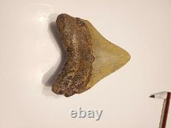 One of a kind Bunny Ear Megalodon Sharks Tooth 5.03 L x 3.85 W. Super Great