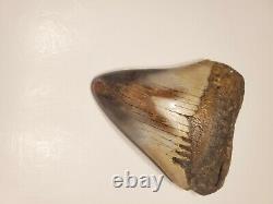 One of a kind Bunny Ear Megalodon Sharks Tooth 5.03 L x 3.85 W. Super Great