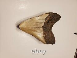 One of a kind Bunny Ear Megalodon Sharks Tooth 5.03 L x 3.85 W. Super Great