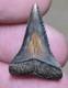 One-of-a-kind Colorful Genuine Fossil Unique Prehistoric Great White Shark Tooth