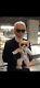One Of A Kind Karl Lagerfeld Designed And Signed Bear Museum Quality